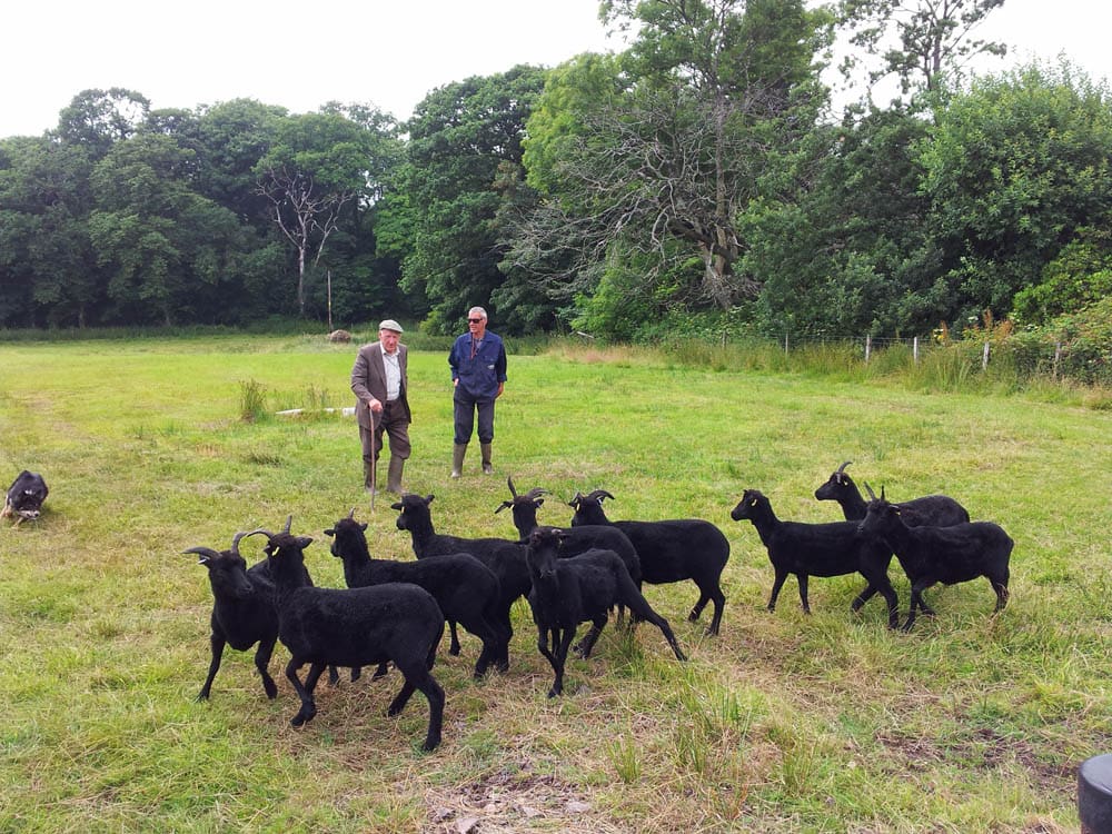 Hebridean sheep being put through their paces by shepherding legend, Sandy McKirdy, and Joe McVey from Ascog Farm