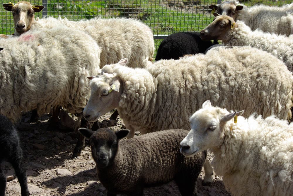 Shetland sheep at Ascog Farm