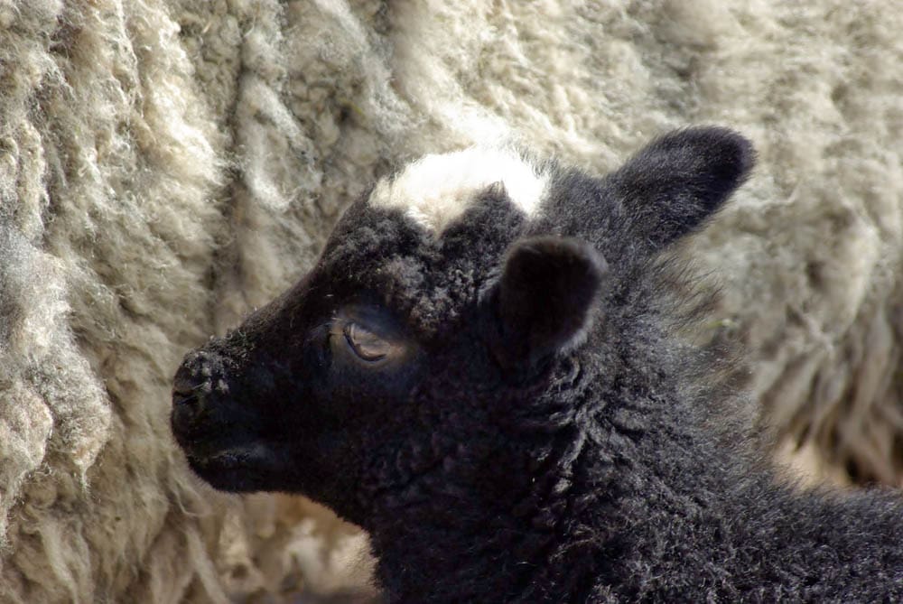 Shetland Lamb at Ascog Farm