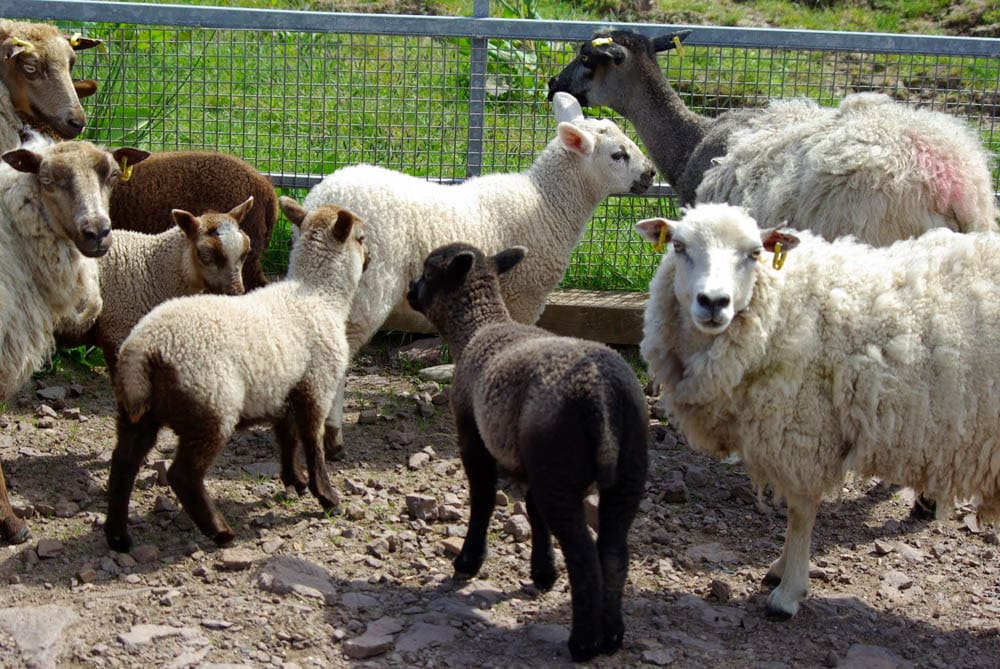 Shetland ewes and lambs enjoying some fine weather