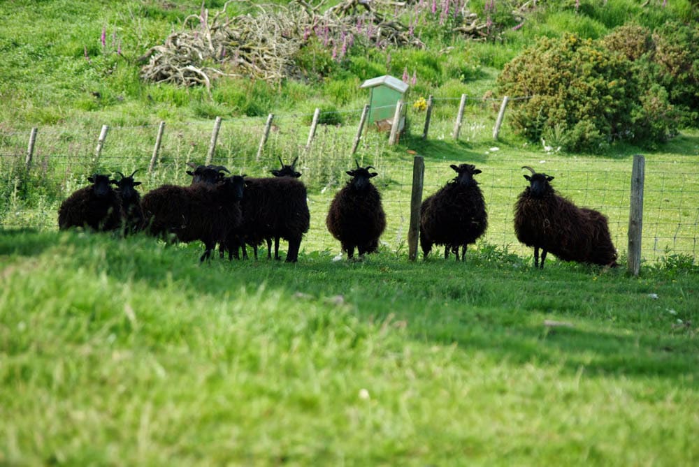Hebridean sheep grazing the lush pastures at Ascog Farm