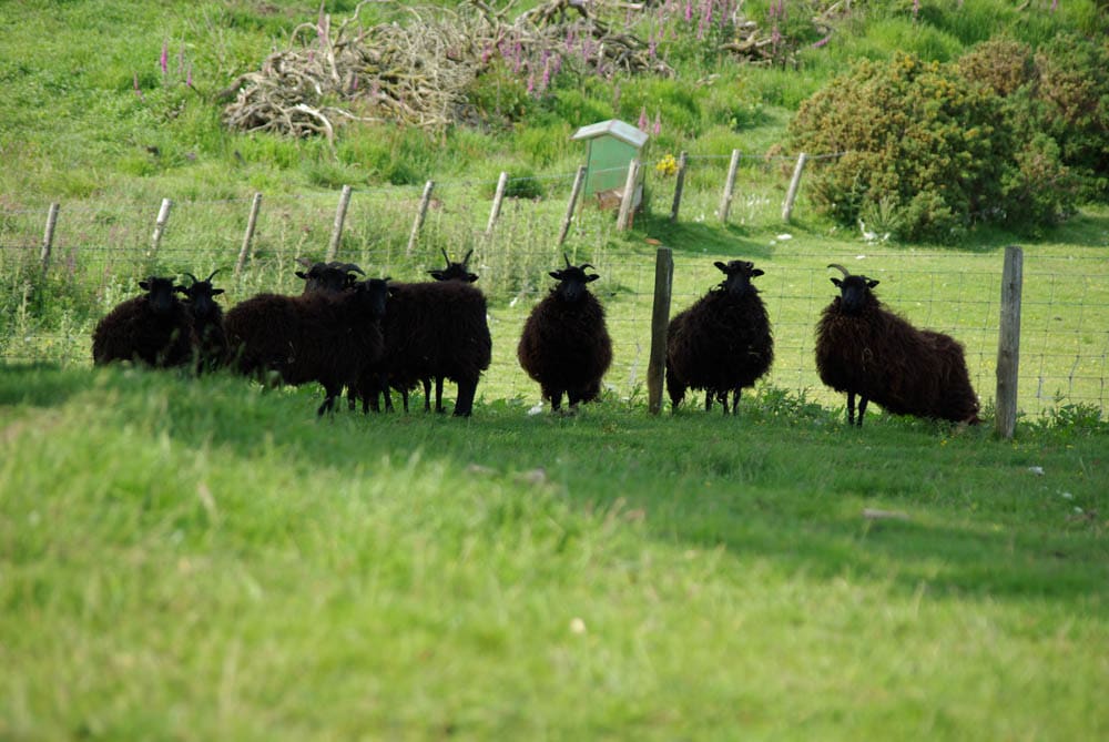 Hebridean wool goes into the Herringbone mix