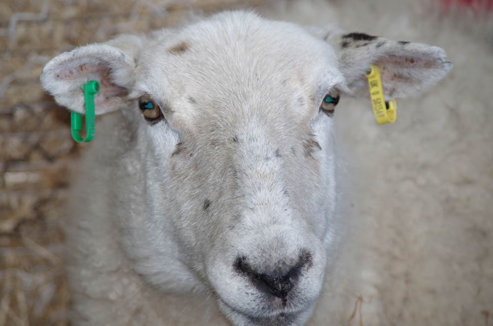 Along with wool from white-face sheep
